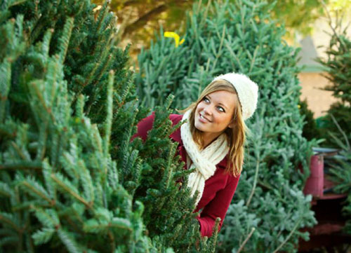 Де і коли у Житомирі можна буде купити хвойне дерево на новорічні та різдвяні свята?