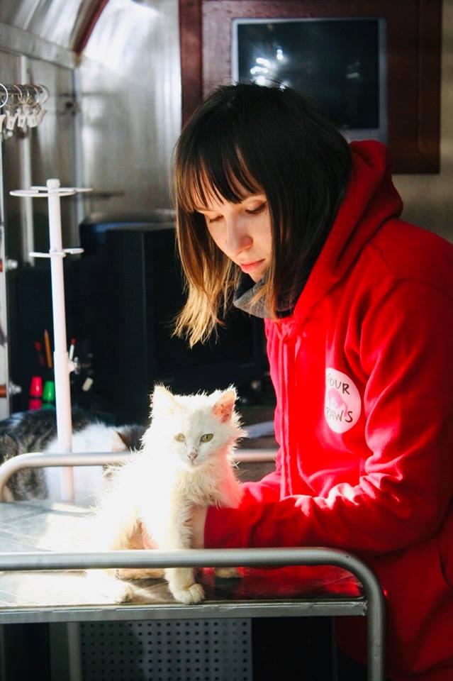 З 4 по 15 березня відбудеться безкоштовна стерилізація безпритульних кішок та котів у м. Житомирі