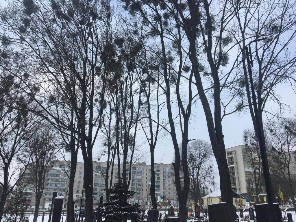 На Смолянському військовому кладовищі у Житомирі впродовж місяця кронуватимуть дерева 