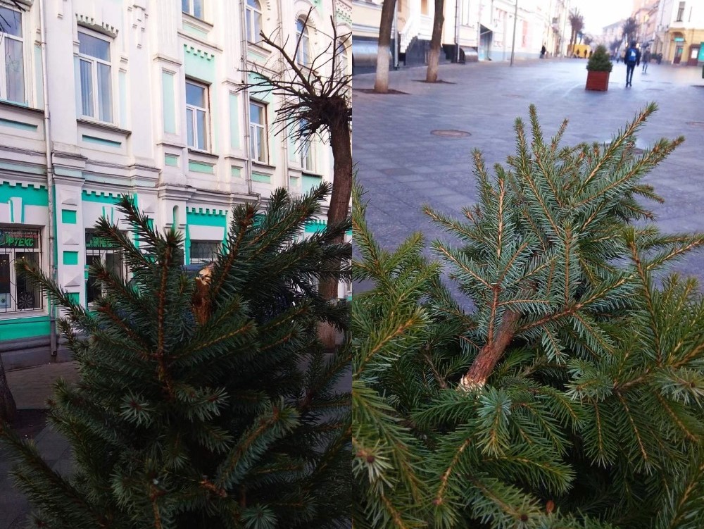 На вулиці Михайлівській вандали пошкодили ялинки