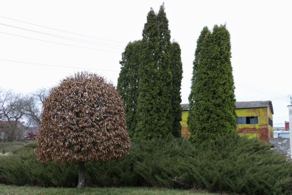 1000 нових дерев з’явиться у Житомирі вже наступного тижня 