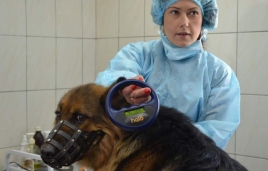 Зменшення кількості безпритульних собак у Житомирі