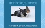 Центр захисту тварин закликає бути небайдужими до вуличних тварин взимку!