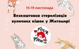 15-19 листопада у Житомирі проводитимуть стерилізацію та вакцинацію безпритульних кішок