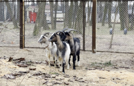 Врятовані з зони бойових дій кози відтепер живуть у Гідропарку