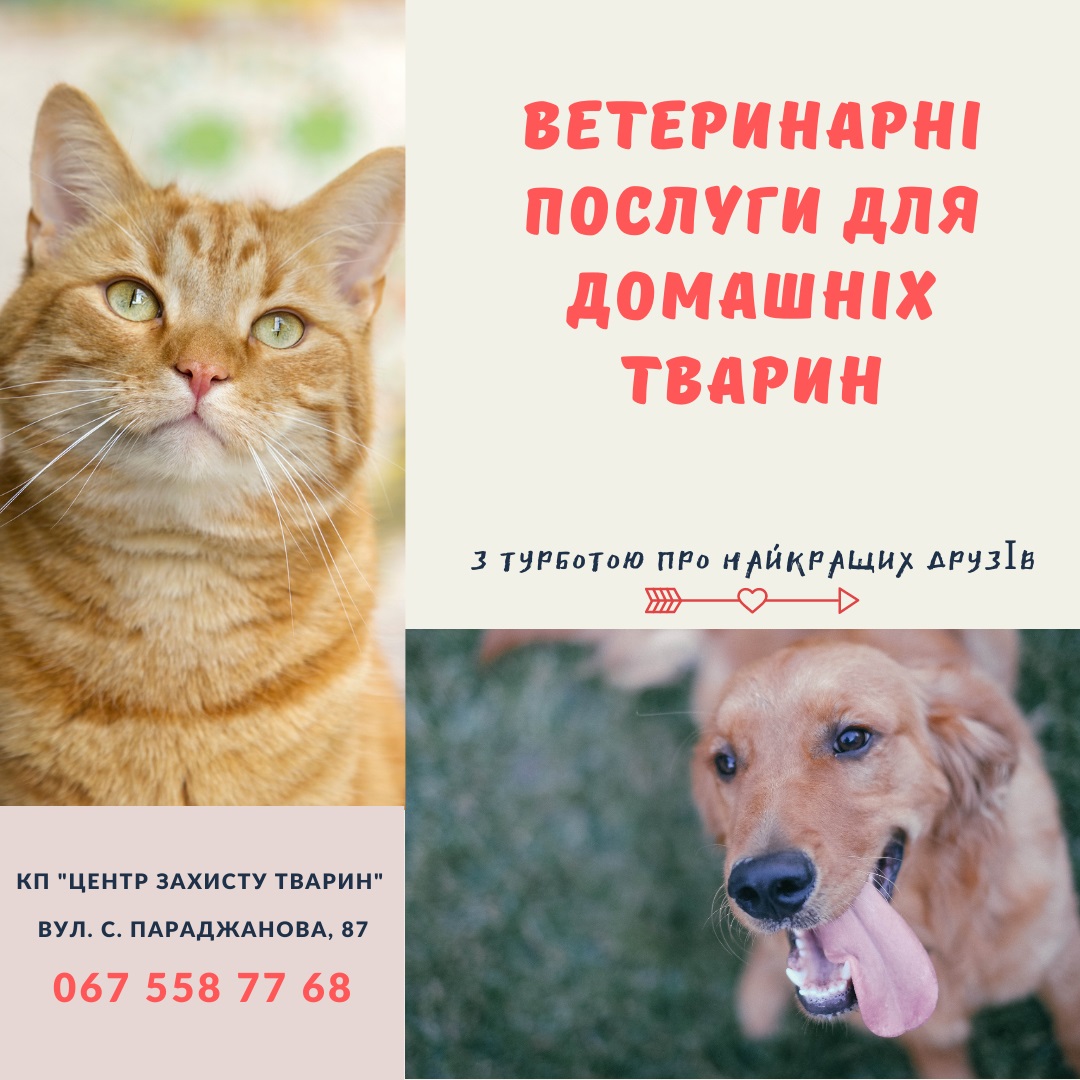 КП «Центр захисту тварин» надає ветеринарні послуги для домашніх улюбленців з індивідуальним підходом до кожного чотирилапого 