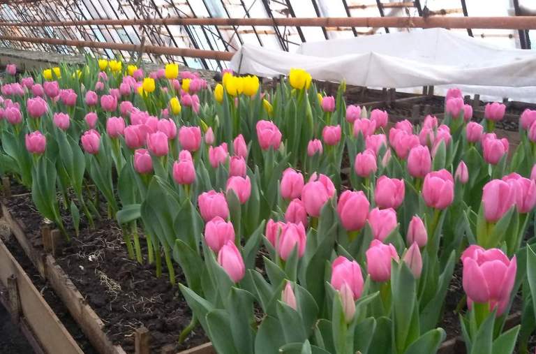 КП «Зеленбуд» цього року планує висадити  80 тисяч рослин