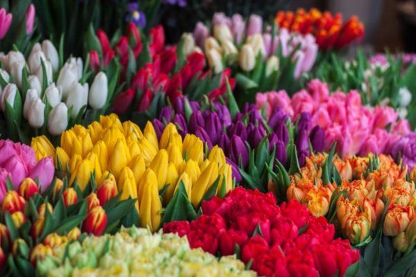 З першого березня на вулицях міста з’являться майданчики для продажу квітів, саджанців та розсади